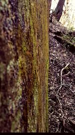 Close-up of ivy growing on tree trunk in forest