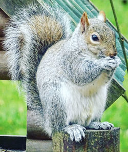 Close-up of squirrel