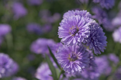 Close-up of purple flowering plant