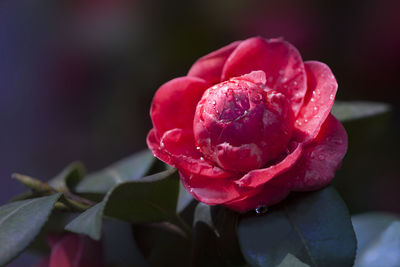 Close-up of pink rose