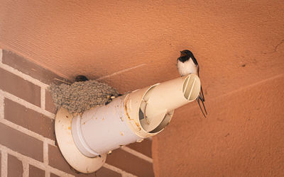 Bird on wall