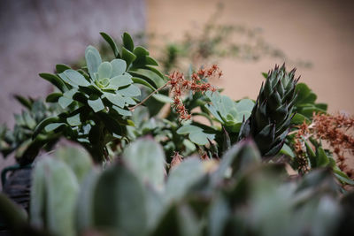 Close-up of plant growing on plant