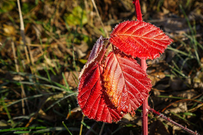 Close-up of autumn leaf on grass