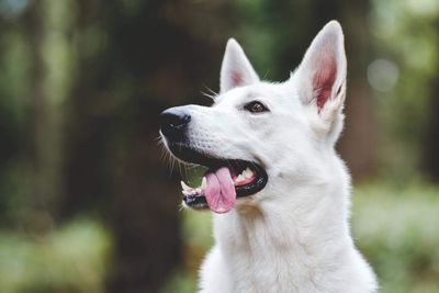 Close-up of dog