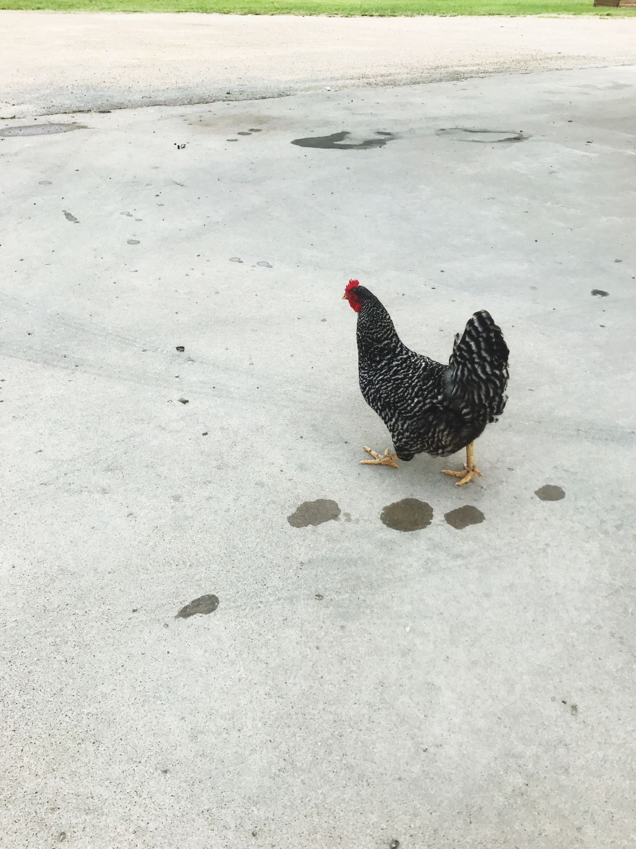 Chasing chickens