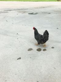 Close-up of rooster on sand