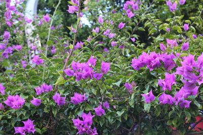 Close-up of pink flowering plants in field