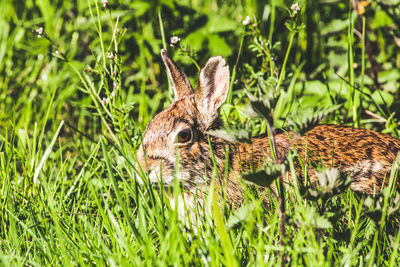 Close-up of rabbit on grassy field