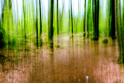 Full frame shot of grass