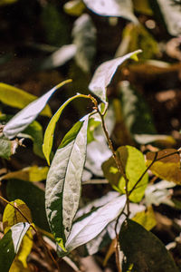 Close-up of raindrops on leaves