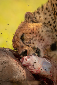 Close-up of cheetah gnawing carcase with flies