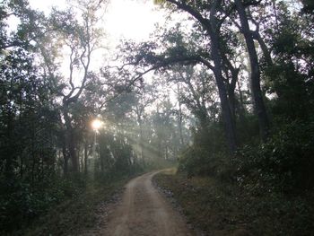 Road passing through forest