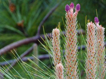 Close-up of cactus plant