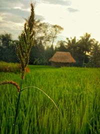 Close-up of crops growing on field against sky