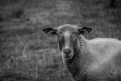 Lamb on field