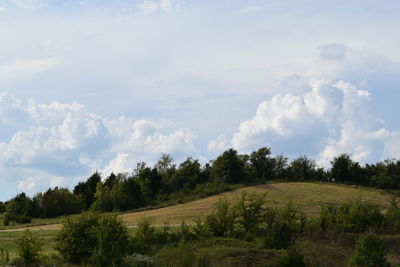 Scenic view of field against clear sky