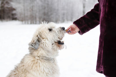 Feeding dog by owner hand. south russian shepherd dog for a walk in wintertime.