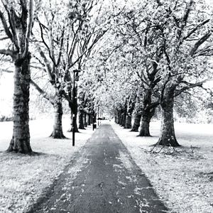 Road passing through trees