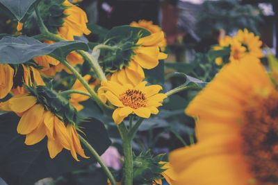 Close-up of yellow flowering plant