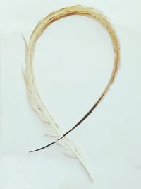 Close-up of feather on white table