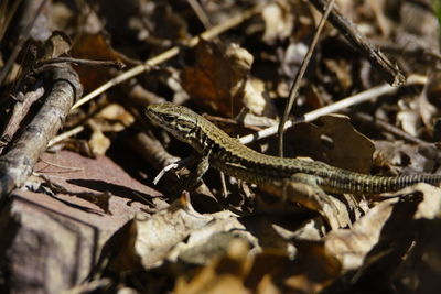 Close-up of lizard