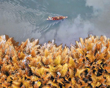 High angle view of koi carps swimming in lake