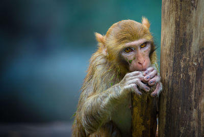 Close-up of gorilla sitting looking away