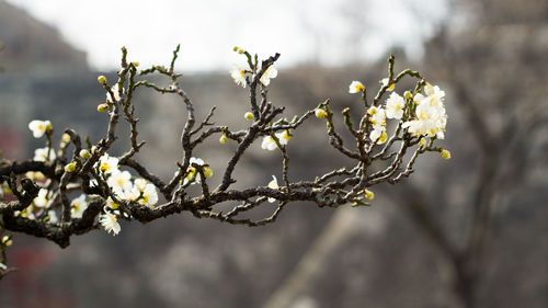 Close-up of fresh flower tree