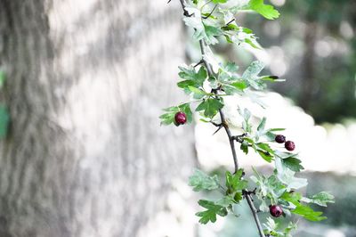 Close-up of plants growing on tree