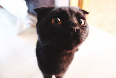 Portrait of black cat