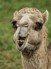 Close-up portrait of a horse