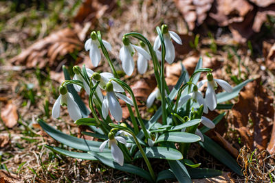 Close-up of flowering plants on land