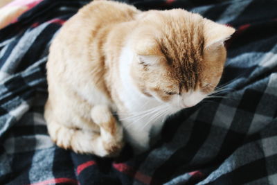 Close-up of cat sitting