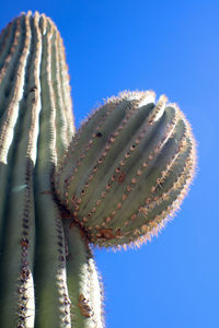 Close-up of cactus plant against clear blue sky