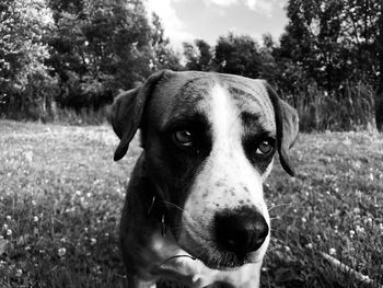 Close-up portrait of dog on field