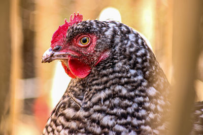 Close-up of a bird