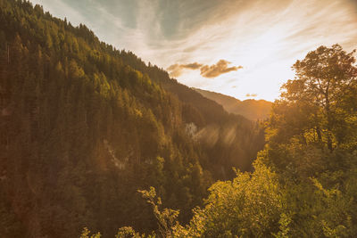 Beautiful mountain forest in bern canton in summer by sunset