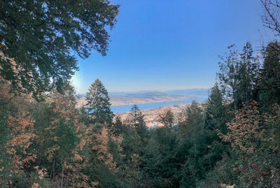 Trees in forest against clear blue sky