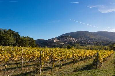 Scenic view of vineyard against sky