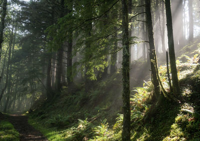 Sunlight streaming through trees in forest