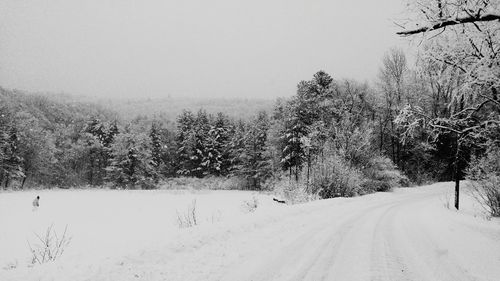 Road amidst trees against clear sky during winter