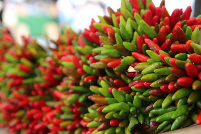 Close-up of red flowers