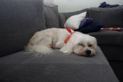 Close-up of maltese resting on sofa