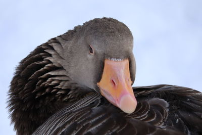 Close-up of swan