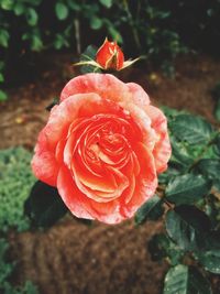 Close-up of red rose