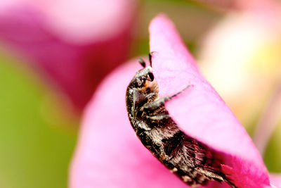 Close-up of insect on pink flower