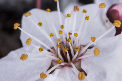 Close-up of cherry blossom