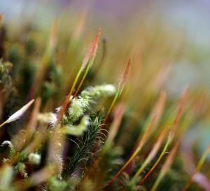 Close-up of plant on field