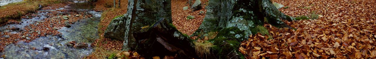 Full frame shot of tree