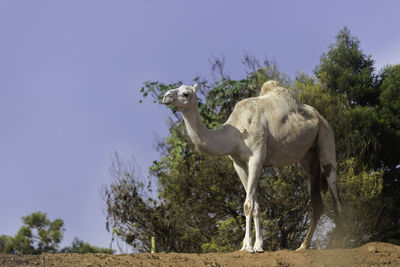 White camel in the park